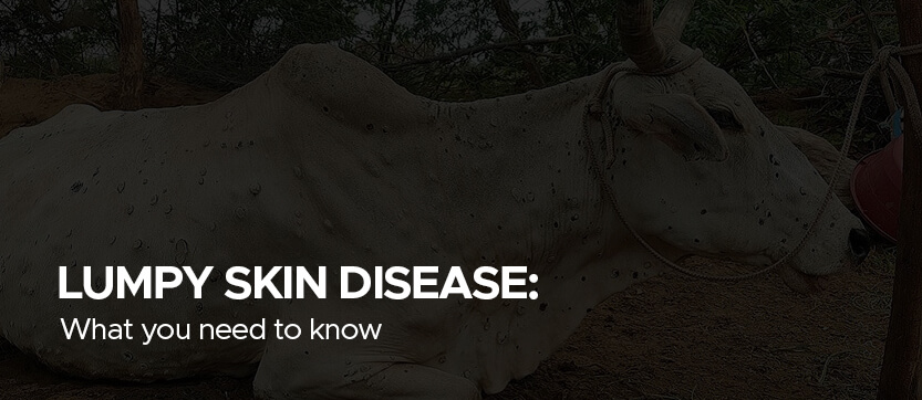 LUMPY SKIN DISEASE: WHAT YOU NEED TO KNOW