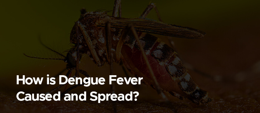 How is Dengue Fever Caused and Spread?