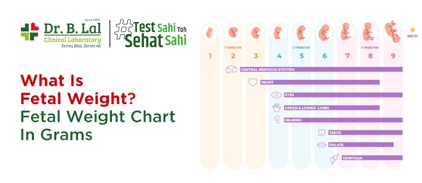 What is Fetal Weight? Fetal Weight Chart in Grams