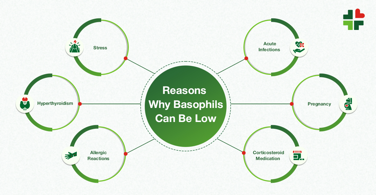 Why Basophils Can Be Low